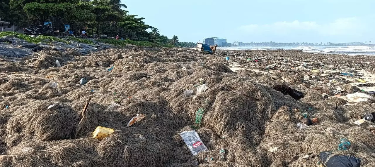 ಮಲ್ಪೆ ಸಮುದ್ರ ತೀರದಲ್ಲಿ ಪಾಚಿ ತ್ಯಾಜ್ಯಗಳ ರಾಶಿ ಮಲ್ಪೆ ಸಮುದ್ರ ತೀರದಲ್ಲಿ ಪಾಚಿ ತ್ಯಾಜ್ಯಗಳ ರಾಶಿ