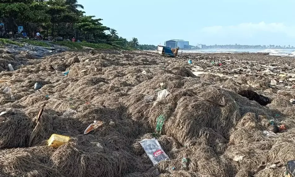 ಮಲ್ಪೆ ಸಮುದ್ರ ತೀರದಲ್ಲಿ ಪಾಚಿ ತ್ಯಾಜ್ಯಗಳ ರಾಶಿ