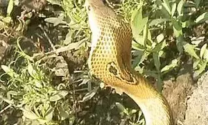 ತುಮಕೂರು: ಹಾವು ಕಚ್ಚಿ ರೈತ ಸಾವು