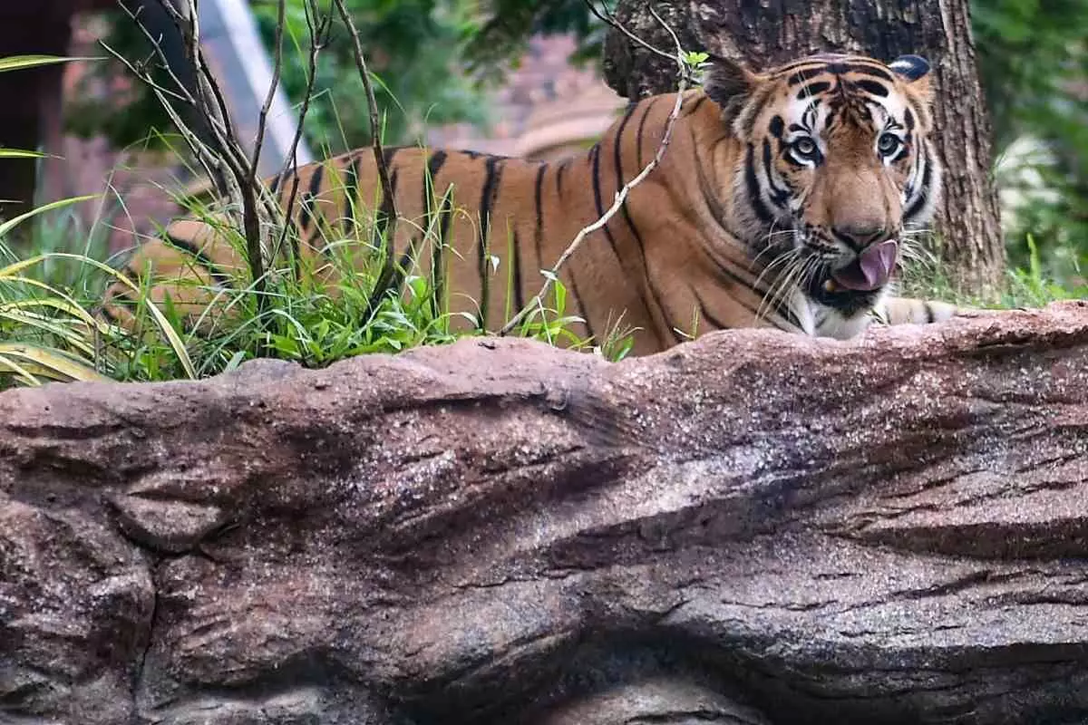 ಉತ್ತರಾಖಂಡ: 5 ತಿಂಗಳಲ್ಲಿ 14 ಹುಲಿಗಳ ಸಾವು ಉತ್ತರಾಖಂಡ: 5 ತಿಂಗಳಲ್ಲಿ 14 ಹುಲಿಗಳ ಸಾವು