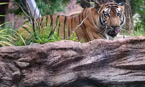 ಉತ್ತರಾಖಂಡ: 5 ತಿಂಗಳಲ್ಲಿ 14 ಹುಲಿಗಳ ಸಾವು