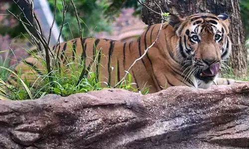 ಉತ್ತರಾಖಂಡ: 5 ತಿಂಗಳಲ್ಲಿ 14 ಹುಲಿಗಳ ಸಾವು