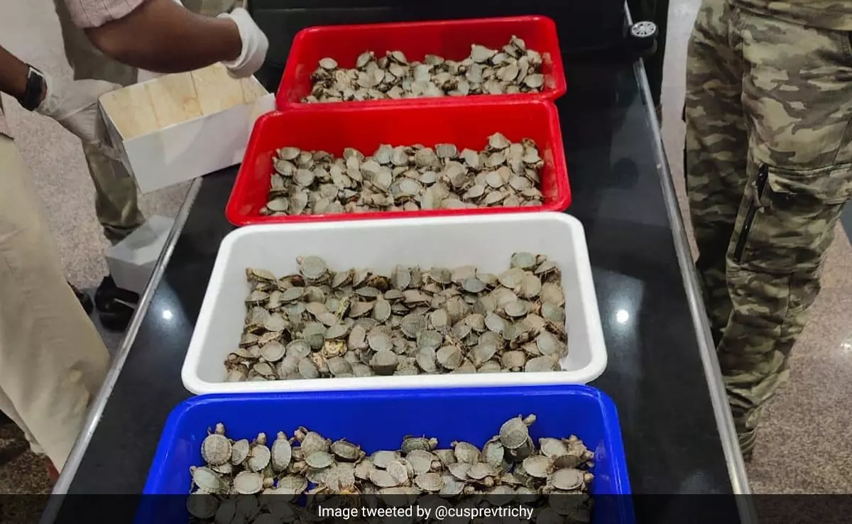 ತಮಿಳುನಾಡು ವಿಮಾನ ನಿಲ್ದಾಣದಲ್ಲಿ 6,500 ಕ್ಕೂ ಹೆಚ್ಚು ಜೀವಂತ ಆಮೆಗಳು  ವಶ, ಇಬ್ಬರ ಬಂಧನ