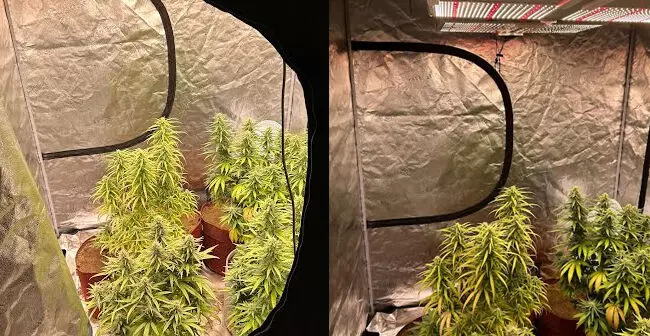 ಶಿವಮೊಗ್ಗ | ಮನೆಯಲ್ಲೇ ಗಾಂಜಾ ಬೆಳೆದ ಆರೋಪ: ಮೂವರು ವೈದ್ಯಕೀಯ ವಿದ್ಯಾರ್ಥಿಗಳ ಬಂಧನ ಶಿವಮೊಗ್ಗ | ಮನೆಯಲ್ಲೇ ಗಾಂಜಾ ಬೆಳೆದ ಆರೋಪ: ಮೂವರು ವೈದ್ಯಕೀಯ ವಿದ್ಯಾರ್ಥಿಗಳ ಬಂಧನ