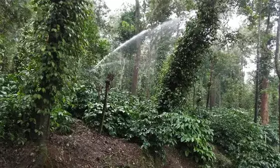 ಕಾವೇರಿನಾಡು ಕೊಡಗಿನಲ್ಲಿ ಮುಂಗಾರು ದುರ್ಬಲ; ಸ್ಪ್ರಿಂಕ್ಲರ್‌ಗಳ ಮೊರೆ ಹೋದ ಕಾಫಿ, ಕಾಳು ಮೆಣಸು ಬೆಳೆಗಾರರು