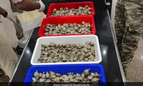 ತಮಿಳುನಾಡು ವಿಮಾನ ನಿಲ್ದಾಣದಲ್ಲಿ 6,500 ಕ್ಕೂ ಹೆಚ್ಚು ಜೀವಂತ ಆಮೆಗಳು  ವಶ, ಇಬ್ಬರ ಬಂಧನ