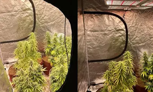 ಶಿವಮೊಗ್ಗ | ಮನೆಯಲ್ಲೇ ಗಾಂಜಾ ಬೆಳೆದ ಆರೋಪ: ಮೂವರು ವೈದ್ಯಕೀಯ ವಿದ್ಯಾರ್ಥಿಗಳ ಬಂಧನ