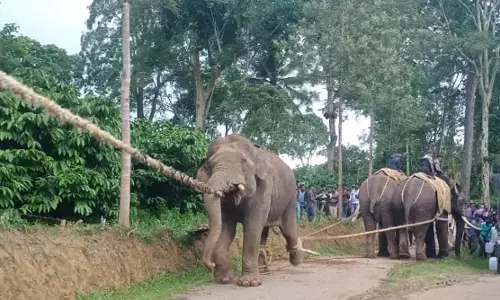 ವಿರಾಜಪೇಟೆ: ಮೂವರ ಮೇಲೆ ದಾಳಿ ಮಾಡಿದ್ದ ಕಾಡಾನೆ ಸೆರೆ, ಬಂಡೀಪುರಕ್ಕೆ ಸ್ಥಳಾಂತರ