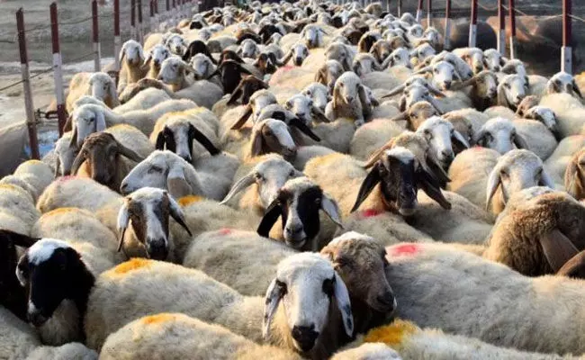 ಪ್ರಾಣಿ ಬಲಿ ಚಿತ್ರಗಳನ್ನು ಸಾಮಾಜಿಕ ಜಾಲತಾಣಗಳಲ್ಲಿ ಹಂಚಿಕೊಳ್ಳದಂತೆ ಮುಸ್ಲಿಮರಿಗೆ ಸಲಹೆ ನೀಡಿದ ಜಮೀಯತ್ ಮುಖ್ಯಸ್ಥ ಪ್ರಾಣಿ ಬಲಿ ಚಿತ್ರಗಳನ್ನು ಸಾಮಾಜಿಕ ಜಾಲತಾಣಗಳಲ್ಲಿ ಹಂಚಿಕೊಳ್ಳದಂತೆ ಮುಸ್ಲಿಮರಿಗೆ ಸಲಹೆ ನೀಡಿದ ಜಮೀಯತ್ ಮುಖ್ಯಸ್ಥ