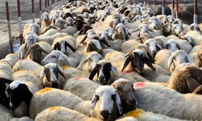 ಪ್ರಾಣಿ ಬಲಿ ಚಿತ್ರಗಳನ್ನು ಸಾಮಾಜಿಕ ಜಾಲತಾಣಗಳಲ್ಲಿ ಹಂಚಿಕೊಳ್ಳದಂತೆ ಮುಸ್ಲಿಮರಿಗೆ ಸಲಹೆ ನೀಡಿದ ಜಮೀಯತ್‌ ಮುಖ್ಯಸ್ಥ