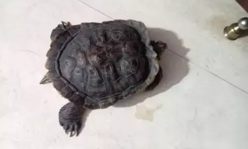 ಬಾಗಲಕೋಟೆ: ಲೋಕಾಯುಕ್ತ ದಾಳಿ ವೇಳೆ ಕೃಷಿ ನಿರ್ದೇಶಕಿ ಮನೆಯಲ್ಲಿ 2 ಆಮೆಗಳು ಪತ್ತೆ