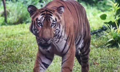 ಹುಲಿ ದಾಳಿಗೆ ಗ್ರಾಮಸ್ಥ ಬಲಿ: ಅರಣ್ಯ ಅಧಿಕಾರಿಗಳ ಮೇಲೆ ಸ್ಥಳೀಯರಿಂದ ಹಲ್ಲೆ