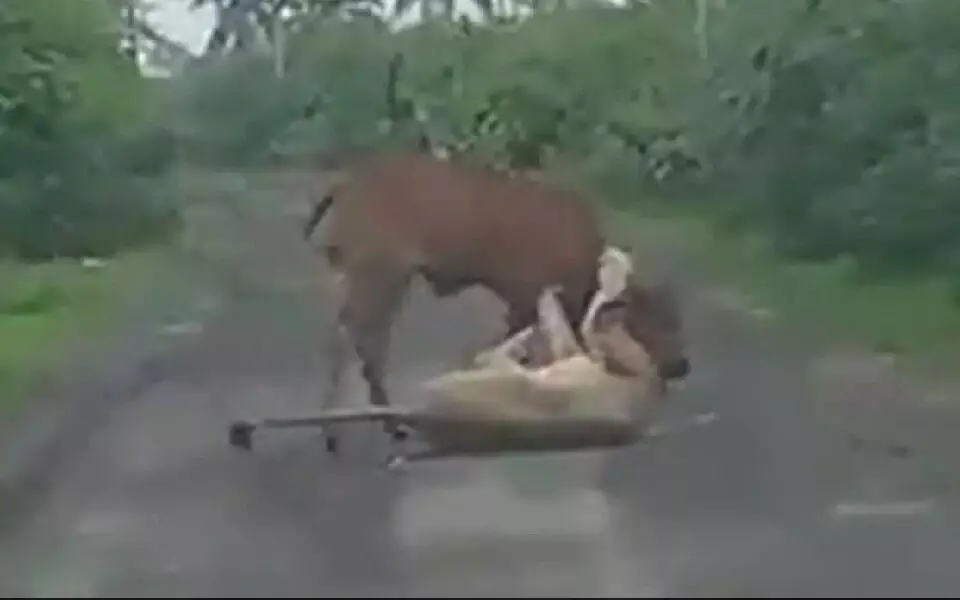 ಗುಜರಾತ್: ಸಿಂಹದ ಬಾಯಿಯಿಂದ ತನ್ನ ಹಸುವನ್ನು ರಕ್ಷಿಸಿದ ಮಾಲಕ; ವಿಡಿಯೊ ವೈರಲ್ ಗುಜರಾತ್: ಸಿಂಹದ ಬಾಯಿಯಿಂದ ತನ್ನ ಹಸುವನ್ನು ರಕ್ಷಿಸಿದ ಮಾಲಕ; ವಿಡಿಯೊ ವೈರಲ್