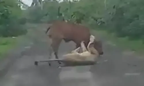 ಗುಜರಾತ್: ಸಿಂಹದ ಬಾಯಿಯಿಂದ ತನ್ನ ಹಸುವನ್ನು ರಕ್ಷಿಸಿದ ಮಾಲಕ;‌ ವಿಡಿಯೊ ವೈರಲ್‌