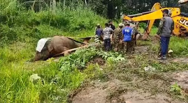 ಸಕಲೇಶಪುರ: ಗುಂಪಿನಿಂದ ಬೇರ್ಪಟ್ಟು ನಿತ್ರಾಣಗೊಂಡ ಕಾಡಾನೆ ಸಾವು ಸಕಲೇಶಪುರ: ಗುಂಪಿನಿಂದ ಬೇರ್ಪಟ್ಟು ನಿತ್ರಾಣಗೊಂಡ ಕಾಡಾನೆ ಸಾವು