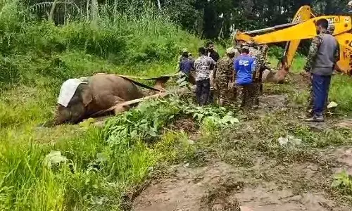 ಸಕಲೇಶಪುರ: ಗುಂಪಿನಿಂದ ಬೇರ್ಪಟ್ಟು ನಿತ್ರಾಣಗೊಂಡ ಕಾಡಾನೆ ಸಾವು