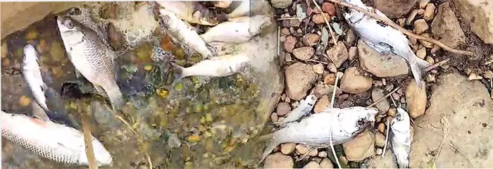 ಕೆರೆ ನೀರು ಕಲುಷಿತಗೊಂಡ ಹಿನ್ನೆಲೆ; ಮೀನುಗಳ ಮಾರಣ ಹೋಮ ಕೆರೆ ನೀರು ಕಲುಷಿತಗೊಂಡ ಹಿನ್ನೆಲೆ; ಮೀನುಗಳ ಮಾರಣ ಹೋಮ