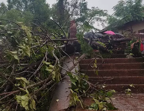 ಕಾಸರಗೋಡು : ಭಾರೀ ಗಾಳಿ-ಮಳೆಗೆ ಮರ ಬಿದ್ದು ವಿದ್ಯಾರ್ಥಿನಿ ಮೃತ್ಯು