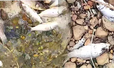 ಕೆರೆ ನೀರು ಕಲುಷಿತಗೊಂಡ ಹಿನ್ನೆಲೆ; ಮೀನುಗಳ ಮಾರಣ ಹೋಮ