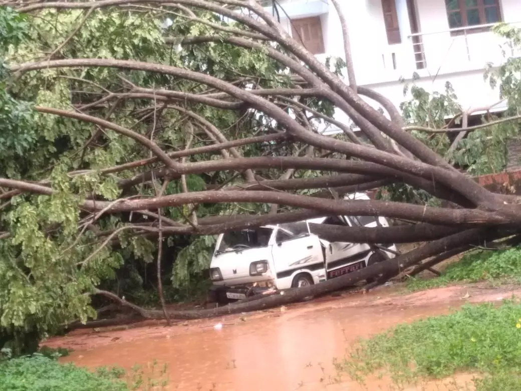 ವಿಟ್ಲ: ಮಳೆಗೆ ಮರ ಉರುಳಿ ಬಿದ್ದು ಓಮ್ನಿ ಜಖಂ