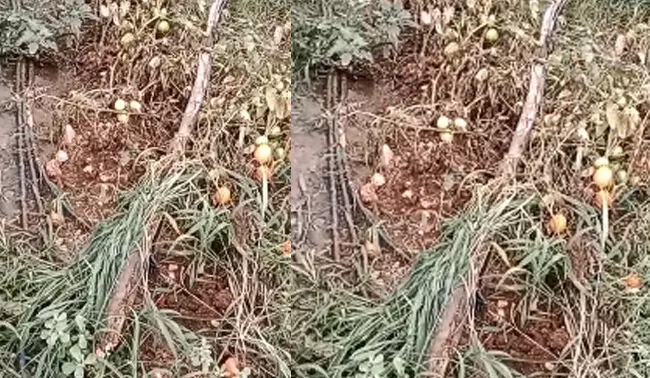 ಬೇಲೂರು | ಜಮೀನಿಗೆ ನುಗ್ಗಿ ಒಂದುವರೆ ಲಕ್ಷಕ್ಕೂ ಅಧಿಕ ಮೌಲ್ಯದ ಟೊಮೆಟೊ ಕಳ್ಳತನ; ದೂರು