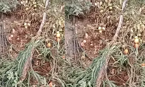 ಬೇಲೂರು | ಜಮೀನಿಗೆ ನುಗ್ಗಿ ಒಂದುವರೆ ಲಕ್ಷಕ್ಕೂ ಅಧಿಕ ಮೌಲ್ಯದ ಟೊಮೆಟೊ ಕಳ್ಳತನ; ದೂರು