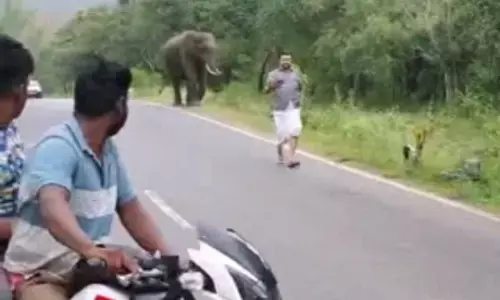 ಚಾಮರಾಜನಗರ: ಕಾಡಾನೆ ಜೊತೆ ಸೆಲ್ಫಿ ಕ್ಲಿಕ್ಕಿಸಿಕೊಂಡ ಇಬ್ಬರು ಪ್ರವಾಸಿಗರಿಗೆ 20 ಸಾವಿರ ರೂ. ದಂಡ