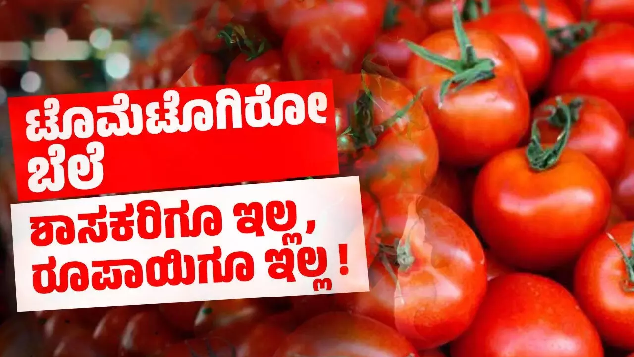 ಟೊಮೆಟೊಗಿರೋ ಬೆಲೆ ಶಾಸಕರಿಗೂ ಇಲ್ಲ, ರೂಪಾಯಿಗೂ ಇಲ್ಲ ! ಟೊಮೆಟೊಗಿರೋ ಬೆಲೆ ಶಾಸಕರಿಗೂ ಇಲ್ಲ, ರೂಪಾಯಿಗೂ ಇಲ್ಲ !