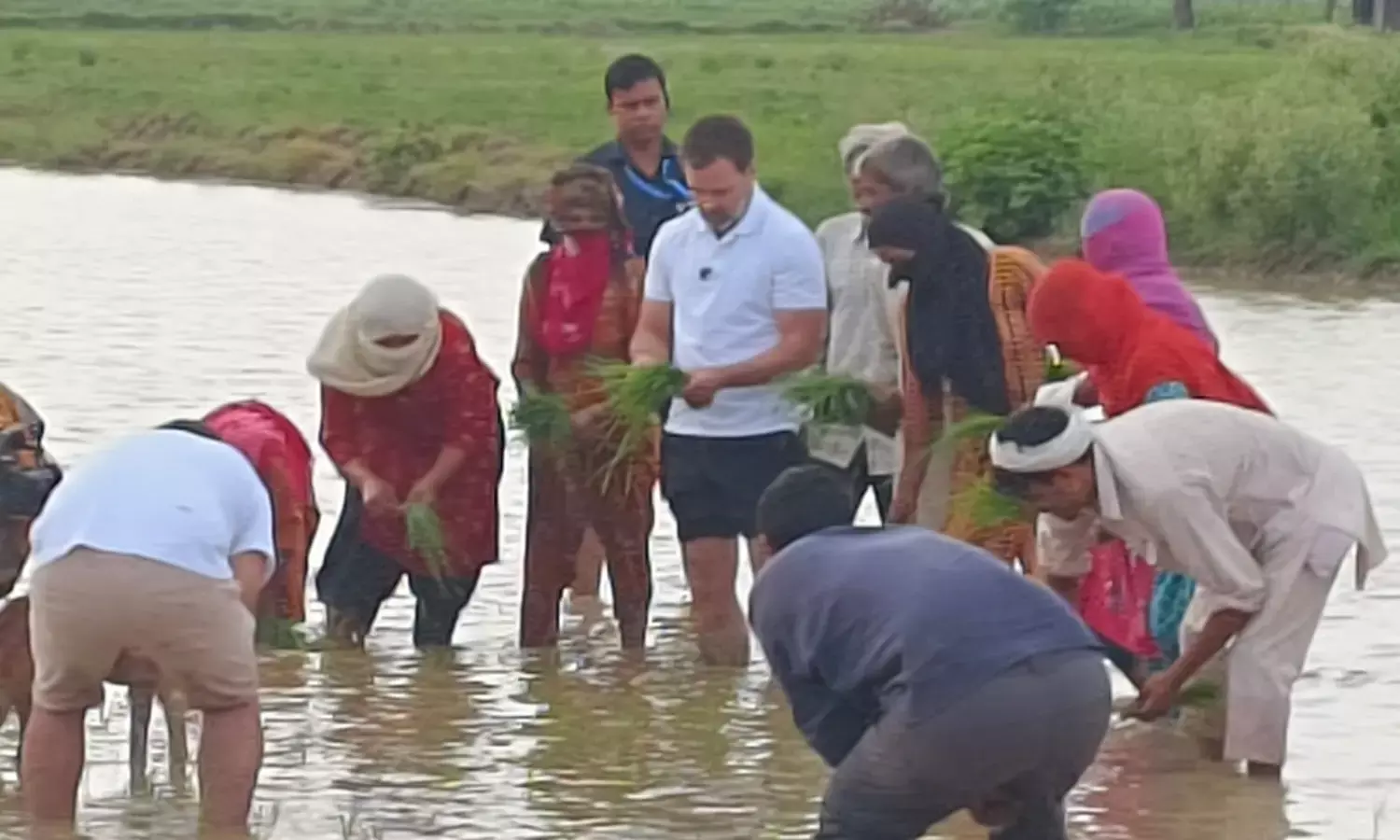 ಹರ್ಯಾಣ: ರೈತರೊಂದಿಗೆ ಸಂವಾದ ನಡೆಸುತ್ತಾ ಗದ್ದೆಯಲ್ಲಿ ಭತ್ತದ ಸಸಿ ನೆಟ್ಟ ರಾಹುಲ್ ಗಾಂಧಿ!
