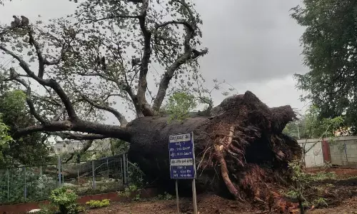 ಹಾವೇರಿ: ಧರೆಗುರುಳಿದ ಸಾವಿರಾರು ವರ್ಷಗಳ ಐತಿಹಾಸಿಕ ದೊಡ್ಡ ಹುಣಸೆ ಮರ