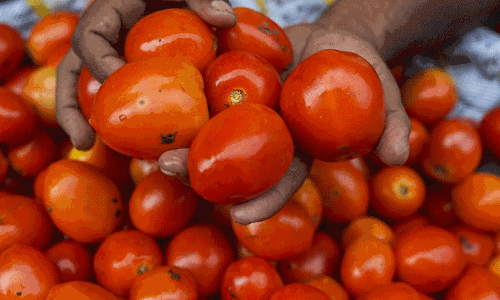 ತನ್ನ ತಿನಿಸುಗಳಿಂದ ಟೊಮೆಟೊ ಕೈಬಿಟ್ಟ ಮೆಕ್‌ಡೊನಾಲ್ಡ್ಸ್ !