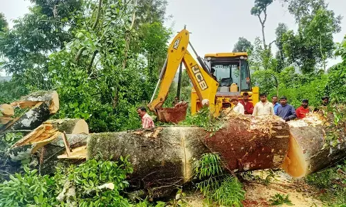ಮೂಡಿಗೆರೆ: ದೇವರಮನೆ ರಸ್ತೆಗೆ ಬಿದಿದ್ದ ಬೃಹತ್ ಮರ ತೆರವು