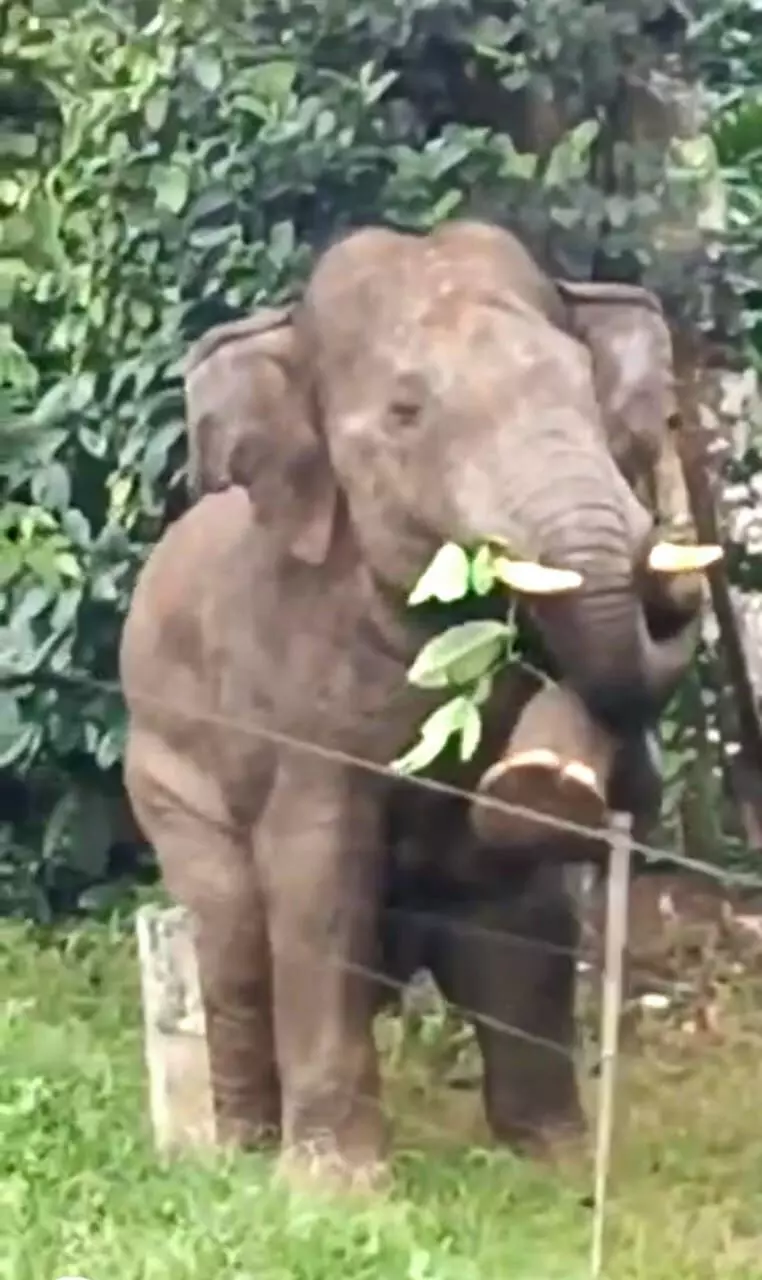 ಸಕಲೇಶಪುರ | ಕಾಡಾನೆ ದಾಳಿ: ರೈತನಿಗೆ ಗಂಭೀರ ಗಾಯ