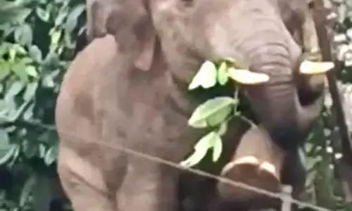 ಸಕಲೇಶಪುರ | ಕಾಡಾನೆ ದಾಳಿ: ರೈತನಿಗೆ ಗಂಭೀರ ಗಾಯ