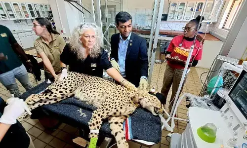 ಕುನೋ ಪಾರ್ಕ್ ನಲ್ಲಿಯ ಇನ್ನೊಂದು ಚೀತಾ ಸಾವು