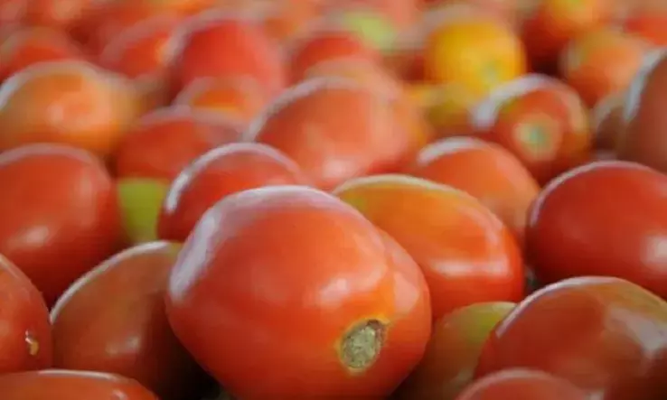 ಟೊಮೆಟೊ ದರ ಏರಿಕೆ ತಗ್ಗಿಸಲು ಮುಂದಾದ ಕೇಂದ್ರ ಸರಕಾರ