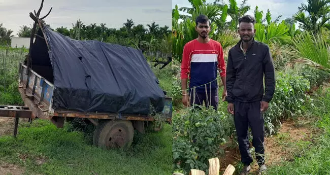 ಟೊಮೆಟೊ ಬೆಲೆ ಏರಿಕೆ: ಕಳ್ಳರಿಂದ ಬೆಳೆ ರಕ್ಷಿಸಿಕೊಳ್ಳಲು ಜಮೀನಿನಲ್ಲೇ ಬೀಡುಬಿಟ್ಟ ರೈತರು ಟೊಮೆಟೊ ಬೆಲೆ ಏರಿಕೆ: ಕಳ್ಳರಿಂದ ಬೆಳೆ ರಕ್ಷಿಸಿಕೊಳ್ಳಲು ಜಮೀನಿನಲ್ಲೇ ಬೀಡುಬಿಟ್ಟ ರೈತರು