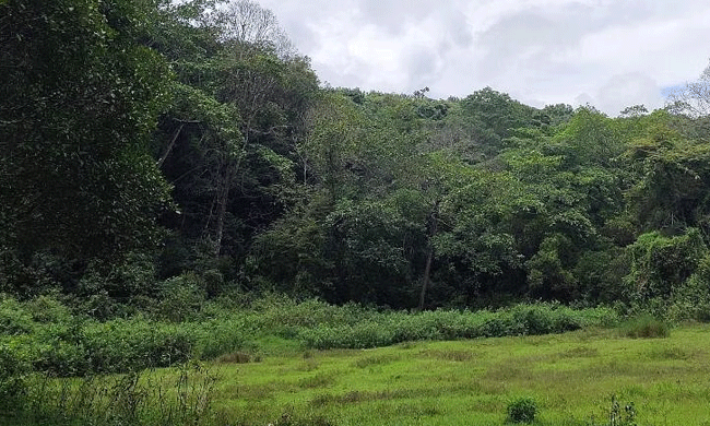 ಅರಣ್ಯ ಸಂರಕ್ಷಣಾ ಕಾಯಿದೆಯ ತಿದ್ದುಪಡಿಗೆ ವಿರೋಧ ವ್ಯಕ್ತಪಡಿಸಿದ ಮಾಜಿ ಐಎಎಸ್‌ ಅಧಿಕಾರಿಗಳು