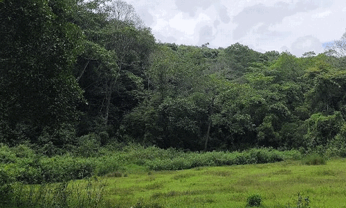 ಅರಣ್ಯ ಸಂರಕ್ಷಣಾ ಕಾಯಿದೆಯ ತಿದ್ದುಪಡಿಗೆ ವಿರೋಧ ವ್ಯಕ್ತಪಡಿಸಿದ ಮಾಜಿ ಐಎಎಸ್‌ ಅಧಿಕಾರಿಗಳು