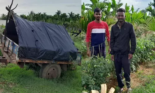 ಟೊಮೆಟೊ ಬೆಲೆ ಏರಿಕೆ: ಕಳ್ಳರಿಂದ ಬೆಳೆ ರಕ್ಷಿಸಿಕೊಳ್ಳಲು ಜಮೀನಿನಲ್ಲೇ ಬೀಡುಬಿಟ್ಟ ರೈತರು