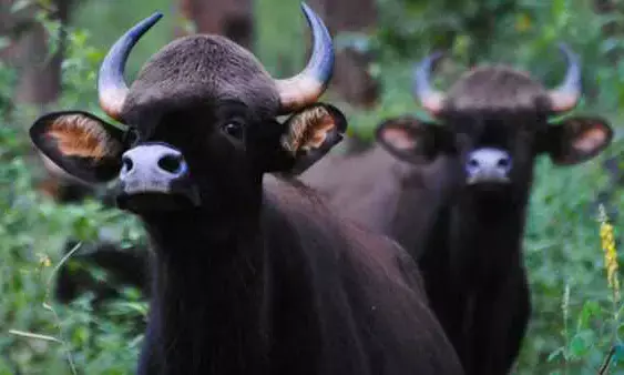 ಕೀಳಂಜೆಯ ಪರಿಸರದಲ್ಲಿ ಮತ್ತೆ ಕಾಡುಕೋಣಗಳ ಹಾವಳಿ