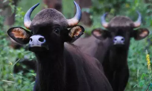 ಕೀಳಂಜೆಯ ಪರಿಸರದಲ್ಲಿ ಮತ್ತೆ ಕಾಡುಕೋಣಗಳ ಹಾವಳಿ