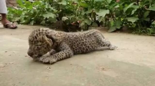 ಬೆಕ್ಕಿನ ಮರಿಗಳೆಂದು ಚಿರತೆ ಮರಿಗಳನ್ನು ಮನೆಗೆ ಒಯ್ದ ರೈತ!