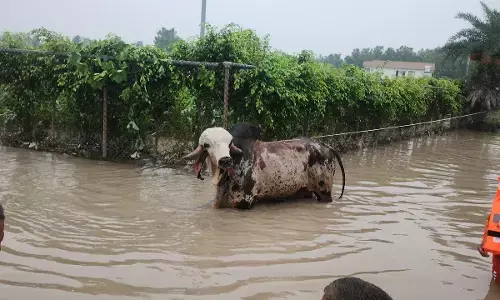 ಯಮುನಾ ನದಿ ಪ್ರವಾಹದಲ್ಲಿ ಸಿಲುಕಿದ್ದ 1 ಕೋ.ರೂ.ಬೆಲೆಯ ಗೂಳಿ ರಕ್ಷಿಸಿದ ರಕ್ಷಣಾ ಪಡೆ