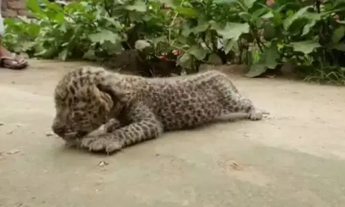 ಬೆಕ್ಕಿನ ಮರಿಗಳೆಂದು ಚಿರತೆ ಮರಿಗಳನ್ನು ಮನೆಗೆ ಒಯ್ದ ರೈತ!