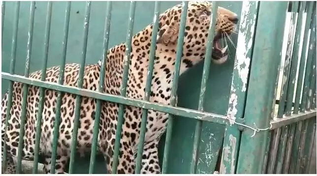 ಚಾಮರಾಜನಗರ: 18 ದಿನಗಳಿಂದ ಜನರನ್ನು ಕಾಡಿದ್ದ ಚಿರತೆ ಬೋನಿನಲ್ಲಿ ಸೆರೆ