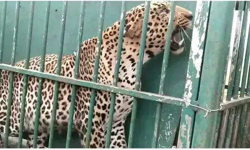 ಚಾಮರಾಜನಗರ: 18 ದಿನಗಳಿಂದ ಜನರನ್ನು ಕಾಡಿದ್ದ ಚಿರತೆ ಬೋನಿನಲ್ಲಿ ಸೆರೆ