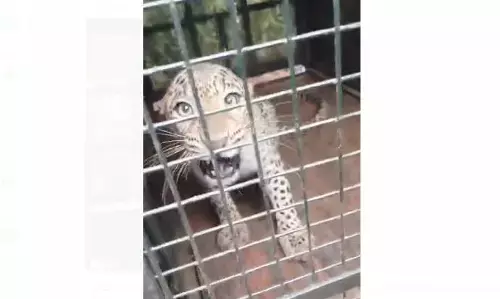 ದಾವಣಗೆರೆ | ಗ್ರಾಮಸ್ಥರನ್ನು ಕಾಡಿದ್ದ ಚಿರತೆ ಅರಣ್ಯ ಇಲಾಖೆಯ ಬೋನಿನಲ್ಲಿ ಸೆರೆ