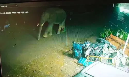 ಸಿದ್ದಾಪುರ-ಪಾಲಿಬೆಟ್ಟ ರಸ್ತೆಯಲ್ಲಿ ರಾತ್ರಿ ವೇಳೆ ಕಾಡಾನೆ ಸಂಚಾರ; ಗ್ರಾಮಸ್ಥರಲ್ಲಿ ಆತಂಕ