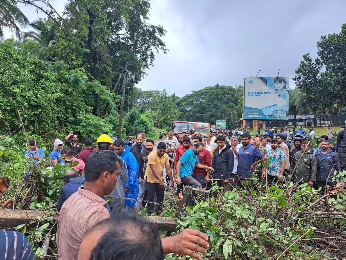 ಮಾಣಿ: ಧರಾಶಾಹಿಯಾದ ಬೃಹತ್ ಮರ; ವಾಹನಗಳ ಸಂಚಾರಕ್ಕೆ ಅಡ್ಡಿ